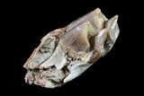 Oreodont (Merycoidodon) Tooth - South Dakota #157349-1